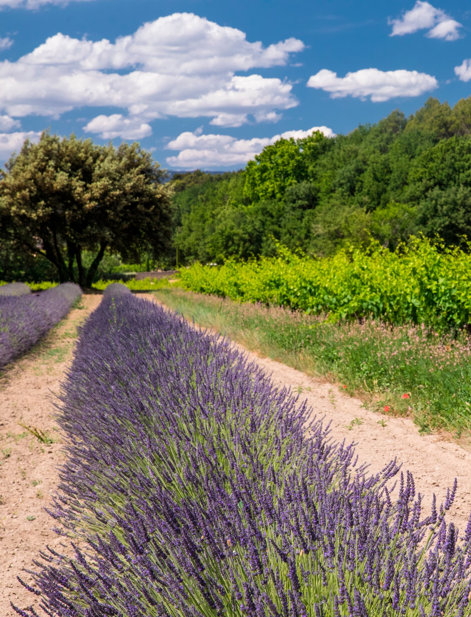 Mas des Infermières, under the sun of Luberon.