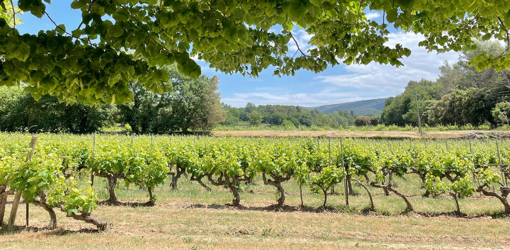 Mas des Infermières, under the sun of Luberon. Ridley Scott